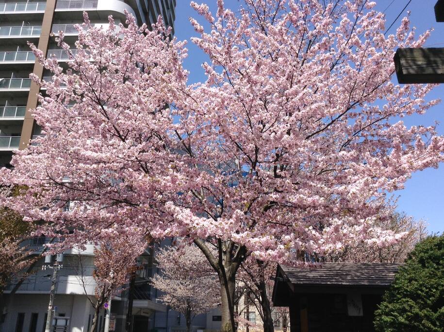 見事な満開の桜、マンション直ぐ側の風景