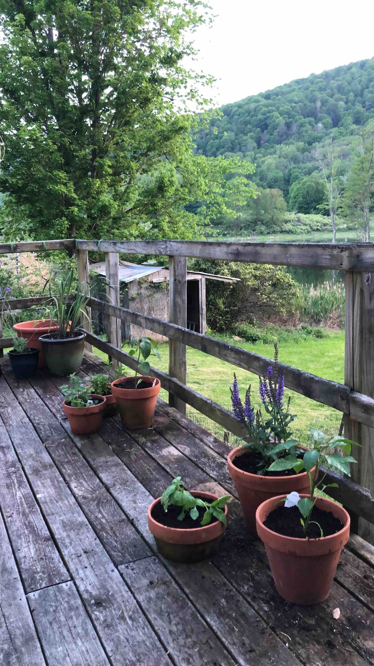 A wooden deck features several potted plants scattered along its perimeter, with a mix of greenery and blooming flowers. In the background, a lush landscape is visible, highlighted by trees and an outbuilding, contributing to a serene outdoor setting.