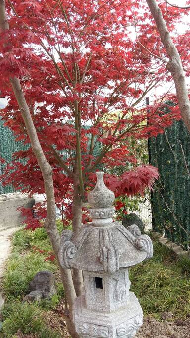 Acero giapponese in giardino