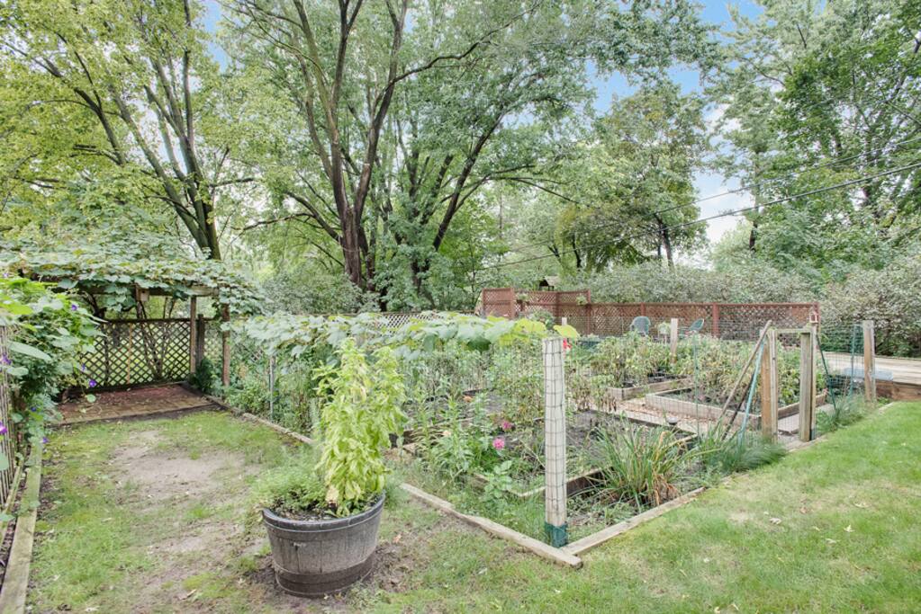 Garden/grape vine