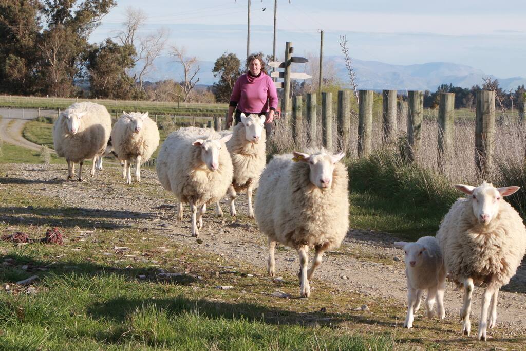 Ewes coming in for milking