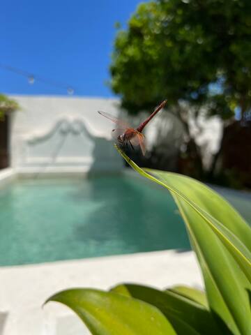 Masseria Principe di Puglia gallery image 5