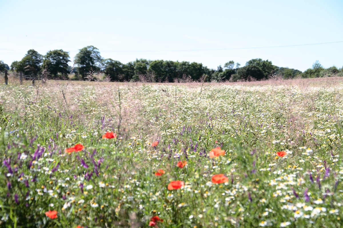 A vibrant field is filled with an array of wildflowers, including poppies and daisies. Tall grasses sway gently in the breeze, set against a backdrop of trees that outline the horizon under a clear blue sky.