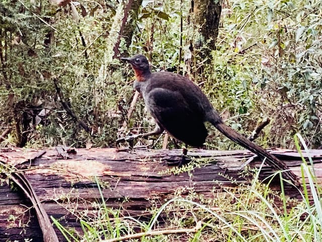 Sherbrooke Forest Retreat – Noonameena Home gallery image 2