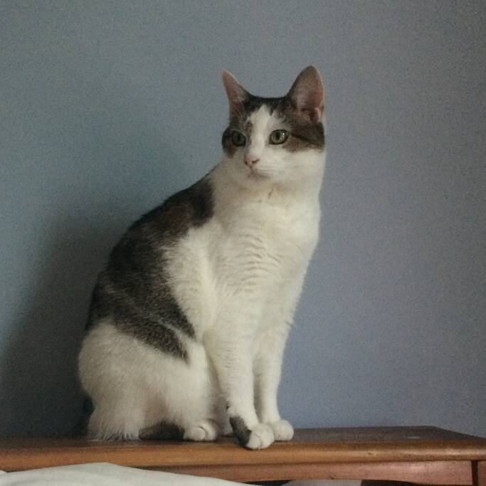 Hannah lives in this space, but will stay in my room while you visit.