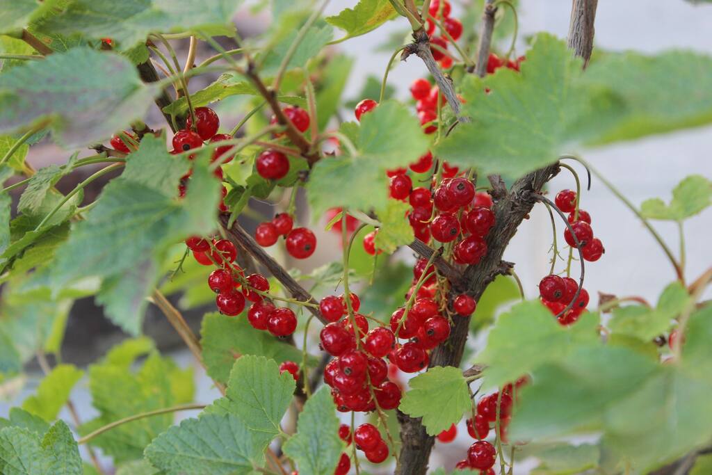 Berries up close and personal