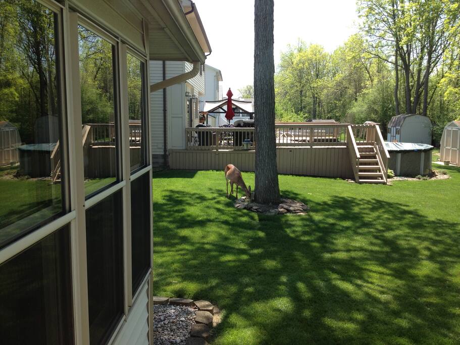 the deer come right up to the house