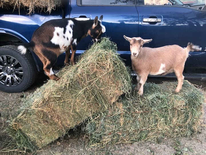 Horseshoe Bend Vacation Rentals Airbnb