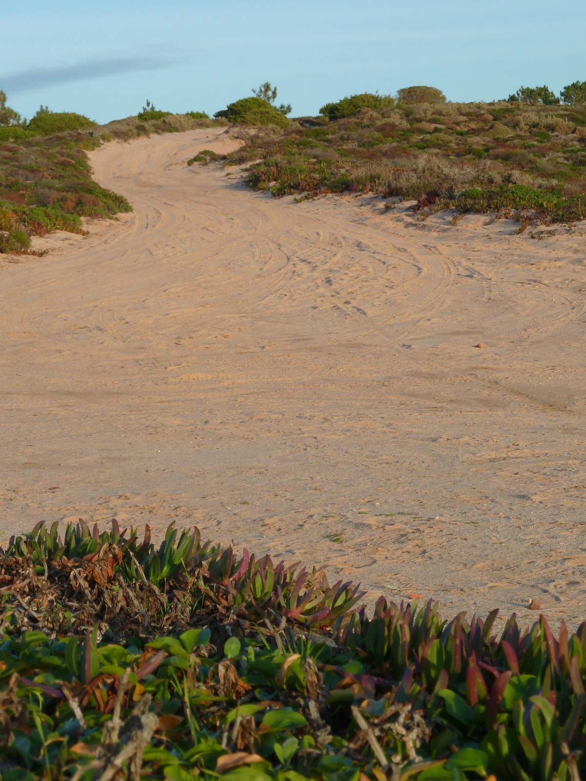A sandy pathway is visible, meandering through low vegetation and coastal plants. The landscape showcases a gentle rise in terrain, with soft grasses and shrubs dotting the edges, leading toward a horizon under an open sky.