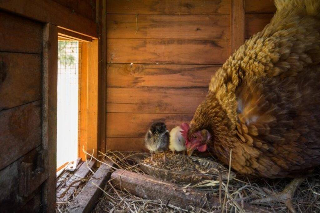 New additions to the family