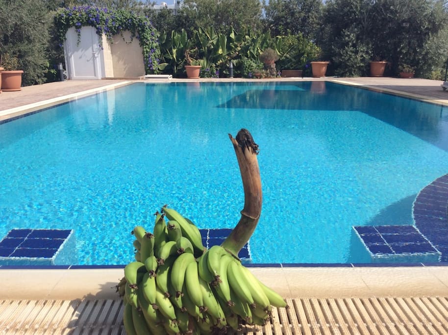 Fresh Babanas from Hera"s Garden.