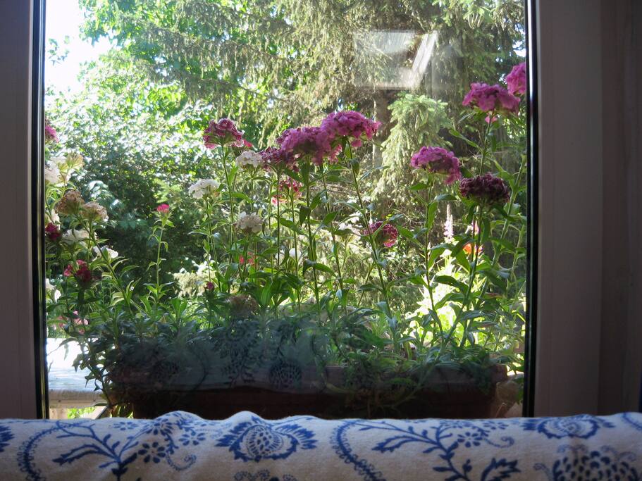 Garden view