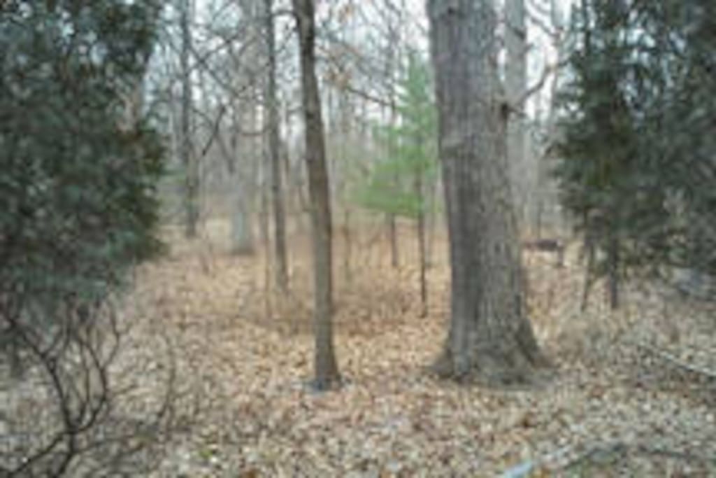 Back yard.