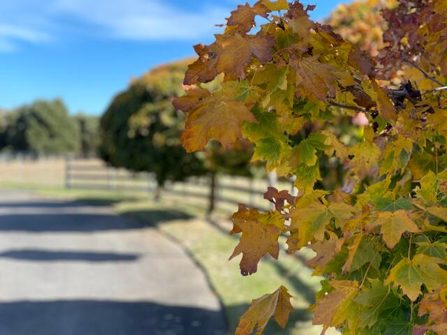 Relbia Retreat Stunning setting mins to Launceston gallery image 5