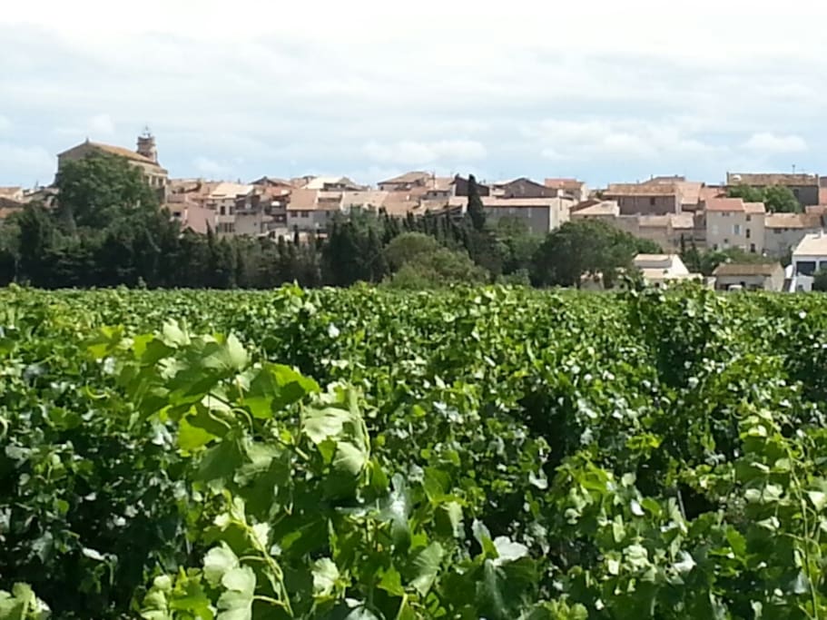 Surrounding vineyards.