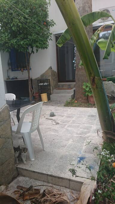 Secret garden with 3 kittens,jasmine,banana,orange and palm tree