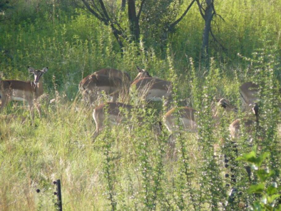 herd of impala (buck) grazing