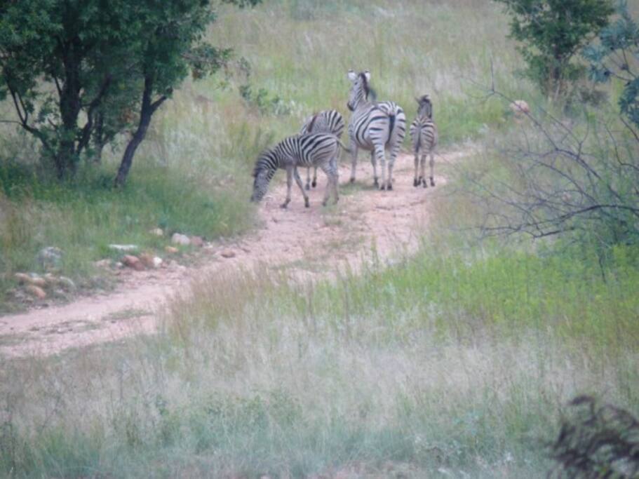 zebra with foal