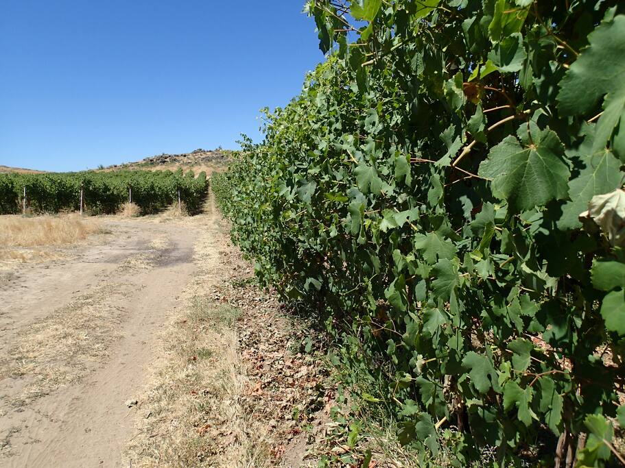 The Grapes