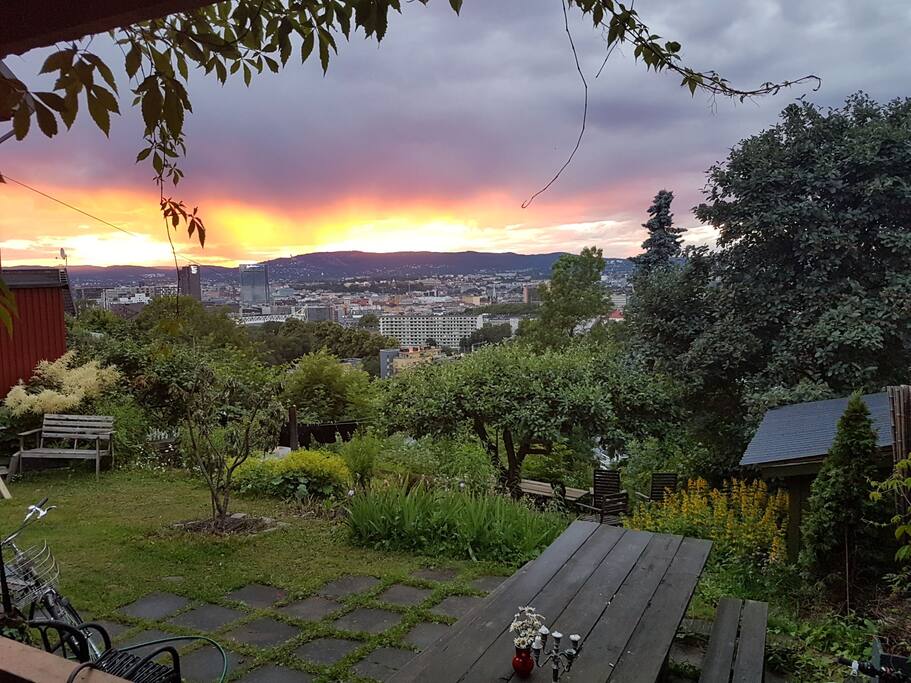 the garden