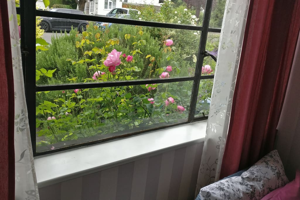 View of roses from the window