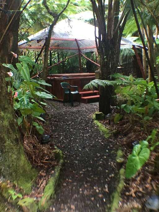 beautiful rain forest