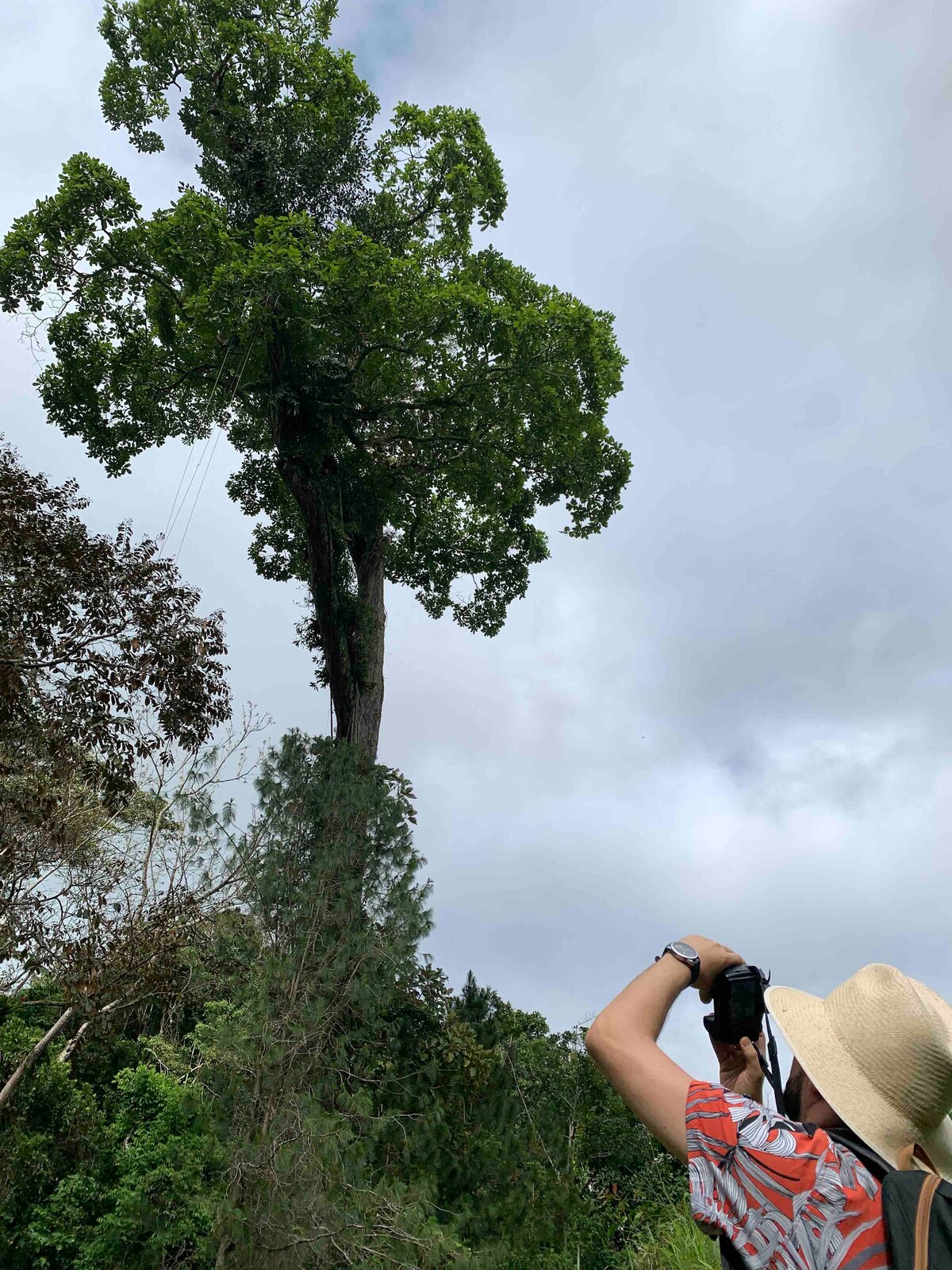 A tall tree dominates the image, showcasing its lush green foliage against a cloudy sky. A person, wearing a hat, is seen taking a photograph from below, highlighting the tree's impressive height and the surrounding verdant landscape.