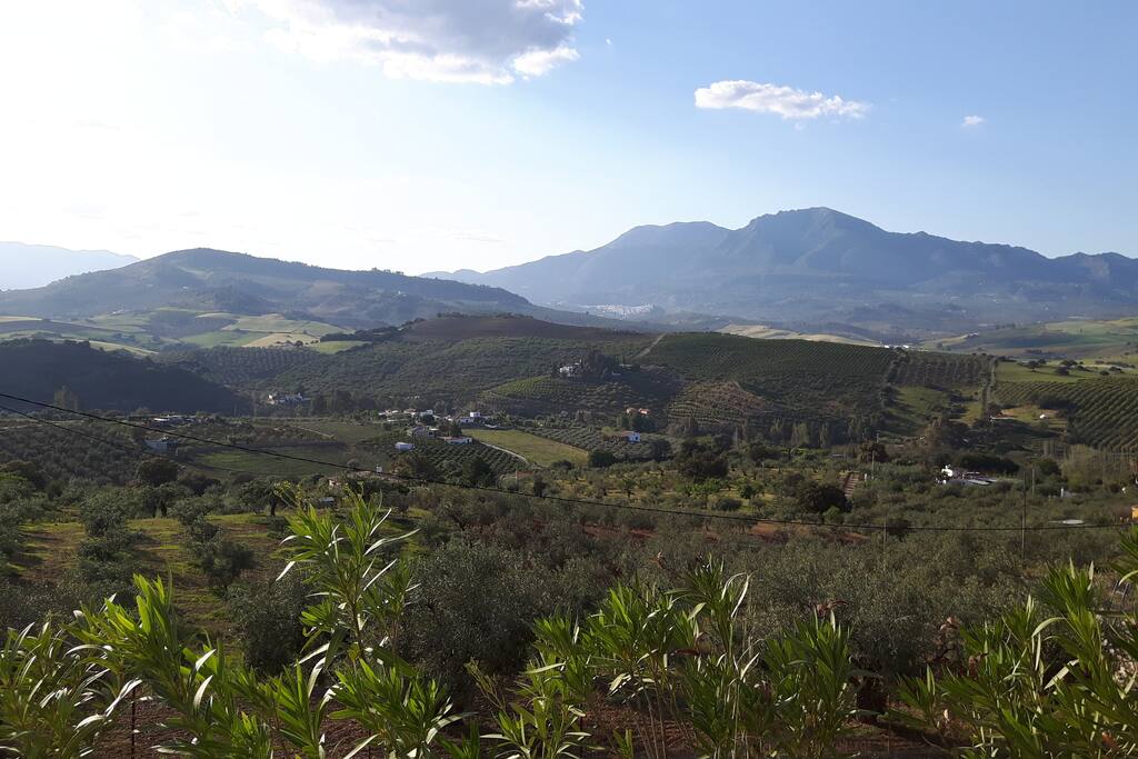 campo