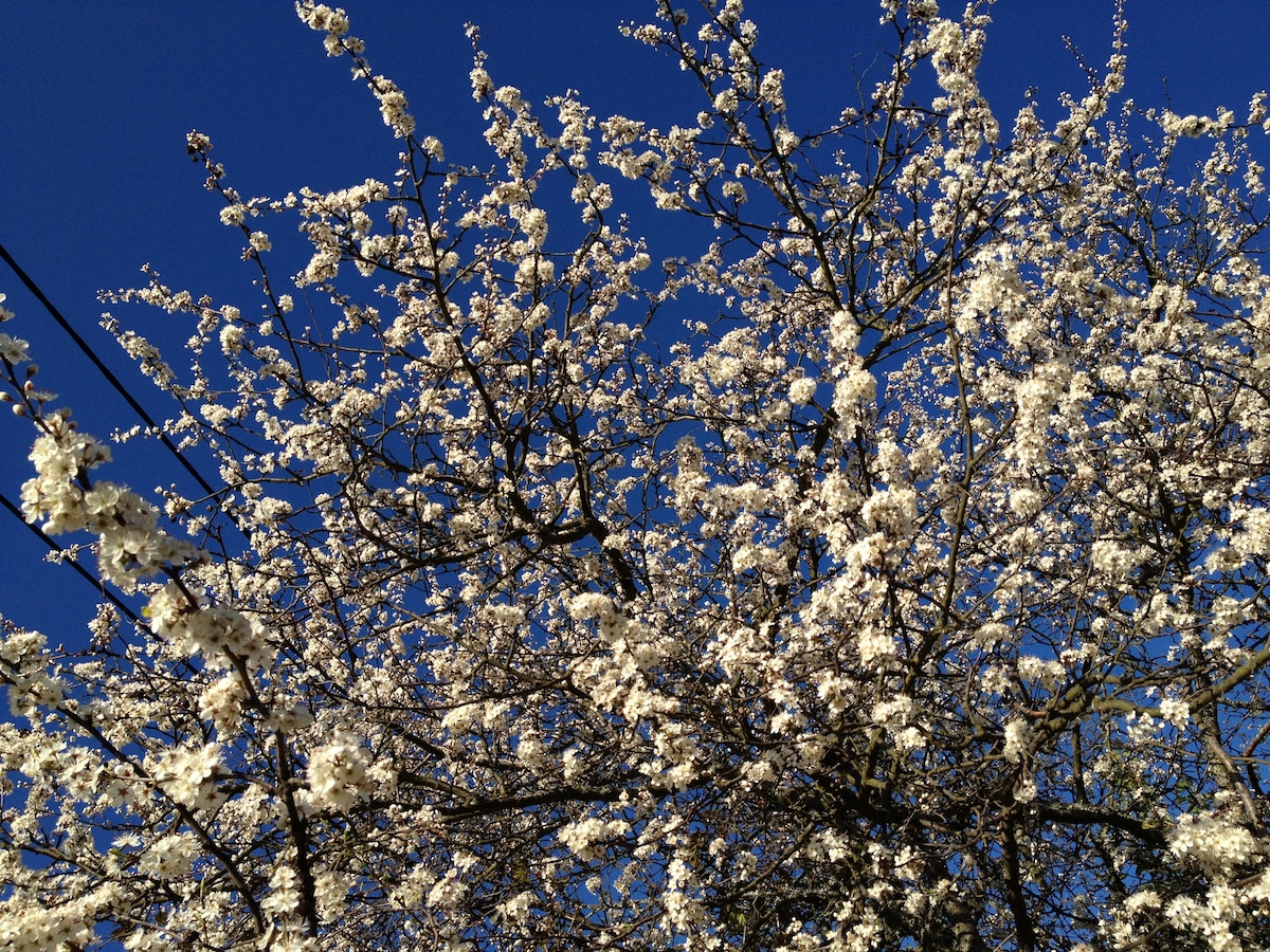 A vibrant tree is covered in delicate white blossoms, creating a stunning contrast against the clear blue sky. The branches are filled with flowers, showcasing the beauty of spring and offering a sense of tranquility.