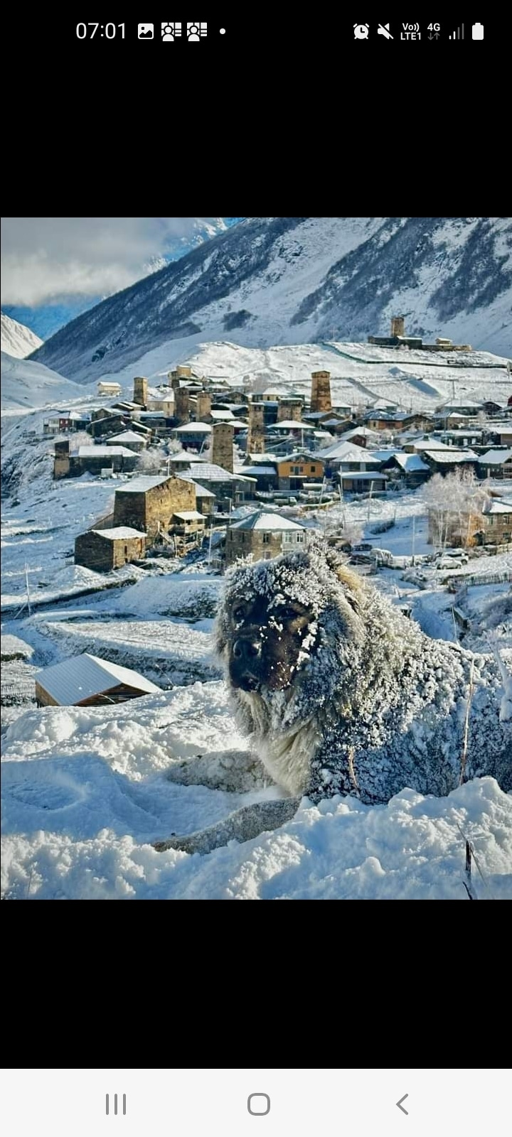 A snow-covered landscape is captured, showcasing traditional Svanetian towers nestled in the valley. A fluffy dog, partially obscured by snow, sits in the foreground, with a backdrop of mountains and a village structure, creating a serene winter scene.
