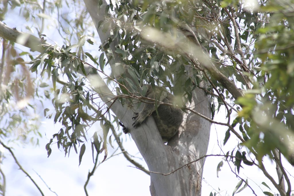 Friendly koala on site usually from September till February when it suits him to appear