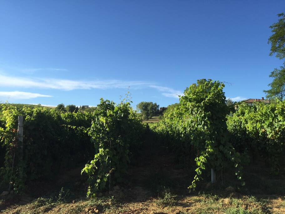 Vinhedos