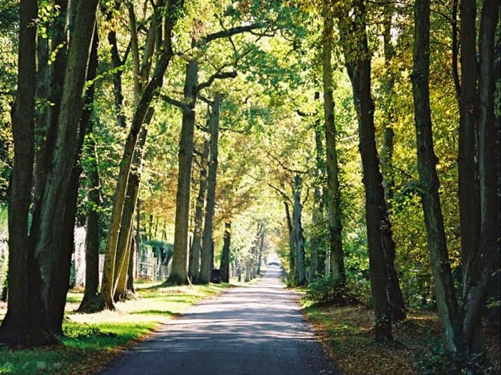 A tree-lined path is flanked by tall, leafy trees, casting dappled sunlight on the ground. The road leads into a serene wooded area, with a soft carpet of leaves suggesting the changing seasons and tranquility of the natural surroundings.