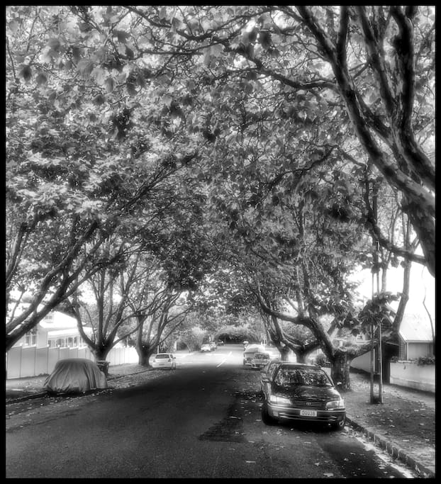 Tree lined street