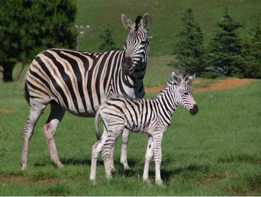 Blesbok, Red Hartebeest, Duiker, Oribi, Zebra, Black Wildebeest and Reedbuck and occasionally one can see a porcupine and Jackal.
