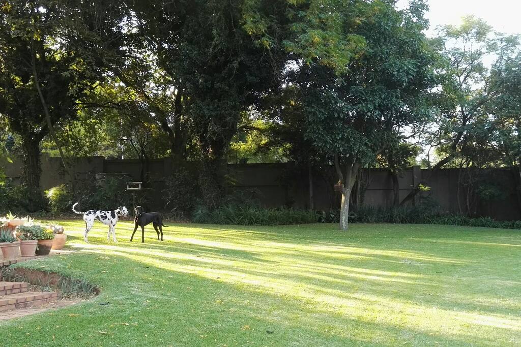 The dogs roaming the garden!