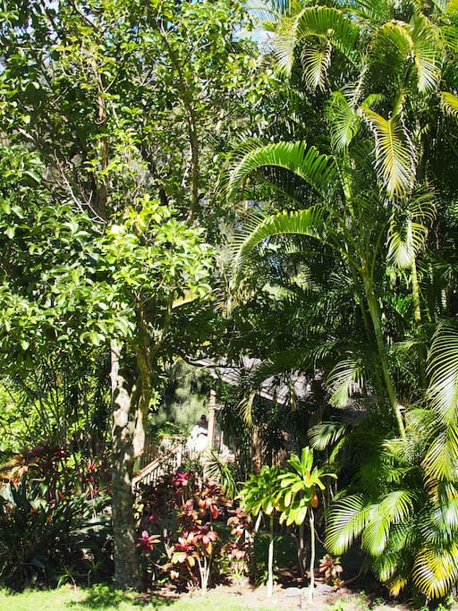 View of the cottage through the tropical foliage.