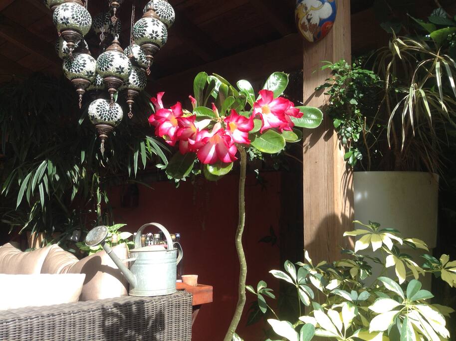 la rose du désert