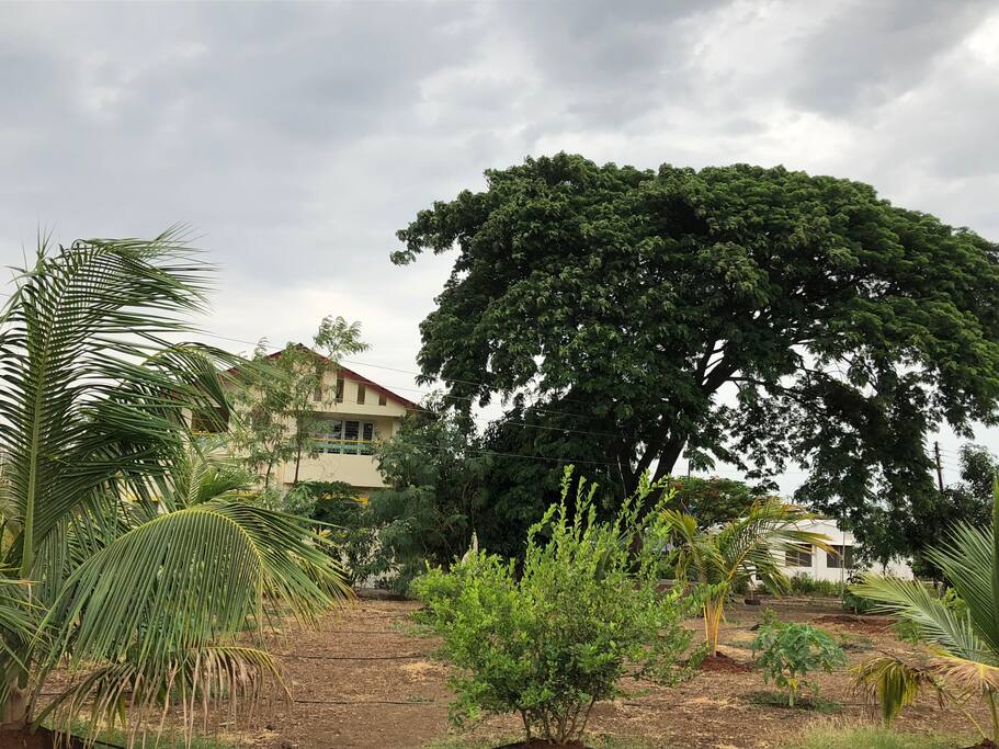 Raintree in foreground