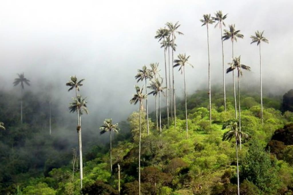 Valle de Cocora