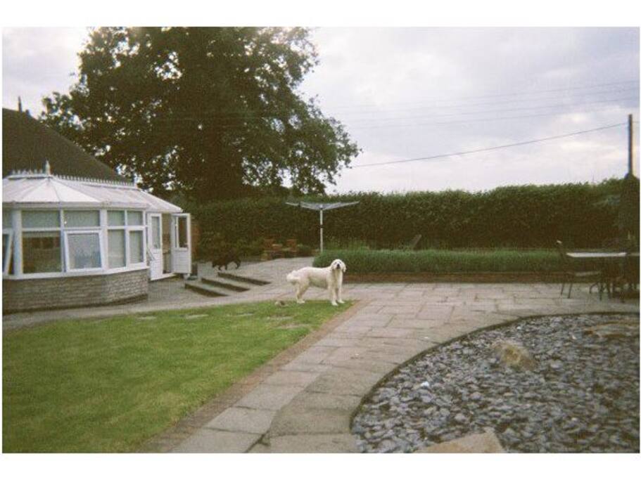 Back garden