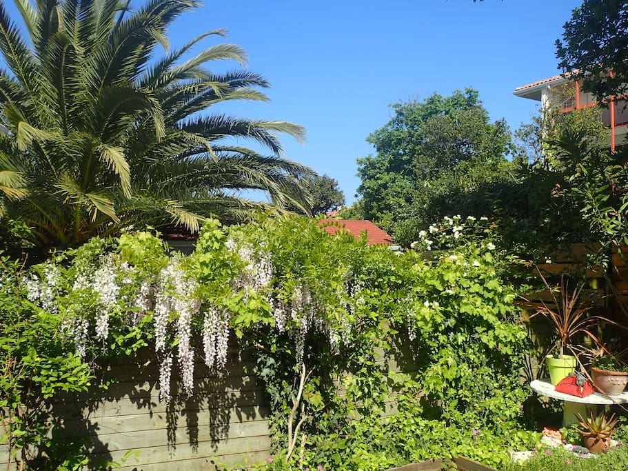 La glycine en fleur au mois d'avril