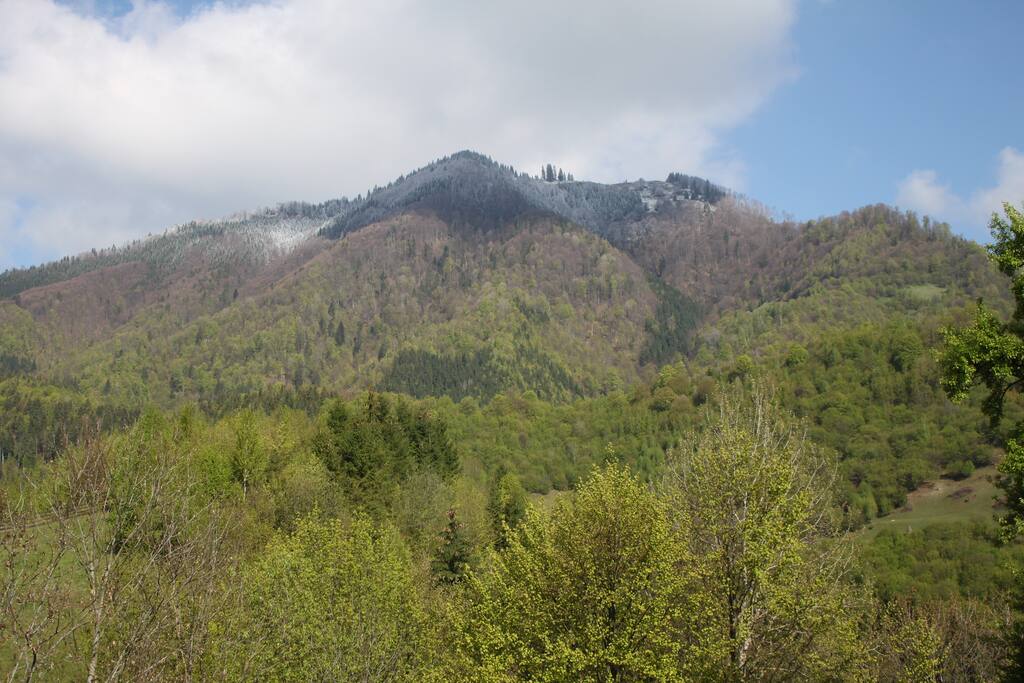 The view
