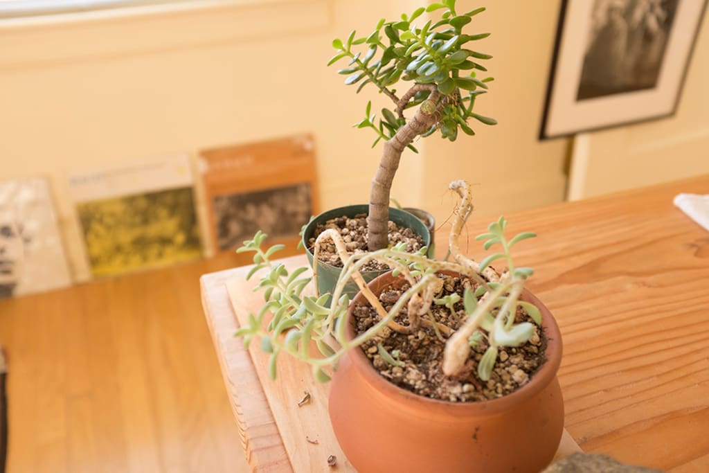 I have a few exotic plants called succulent and that requires very little water.