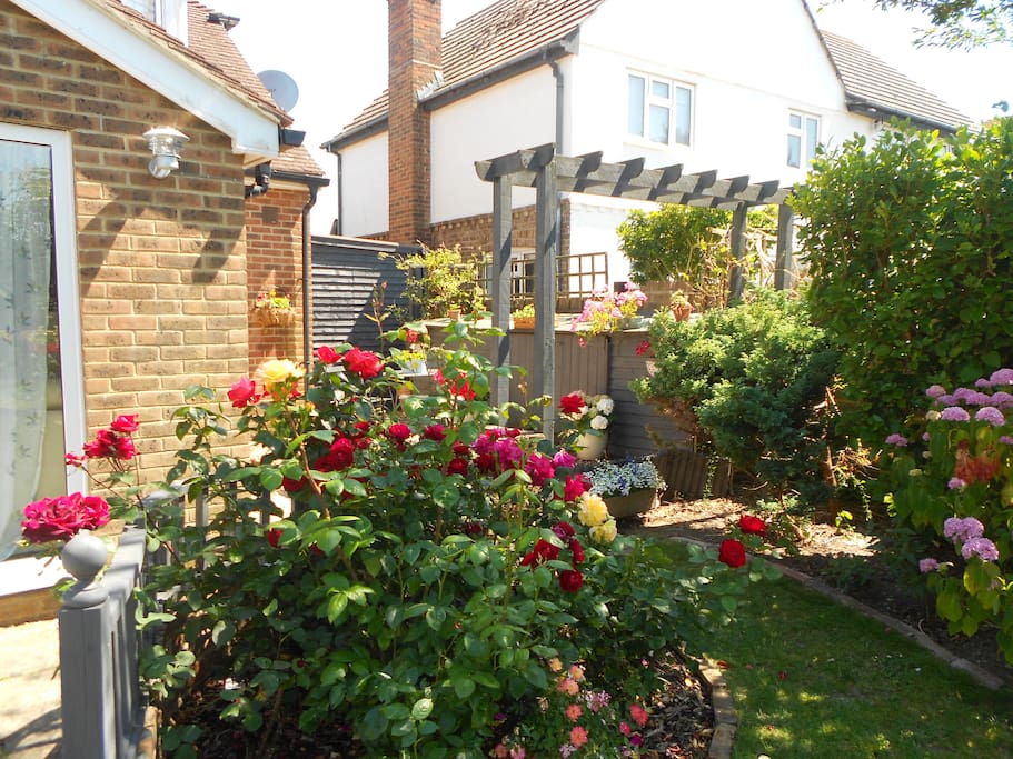 Our rose garden