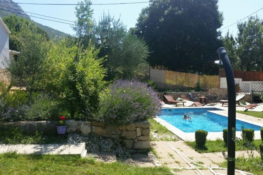 Back yard