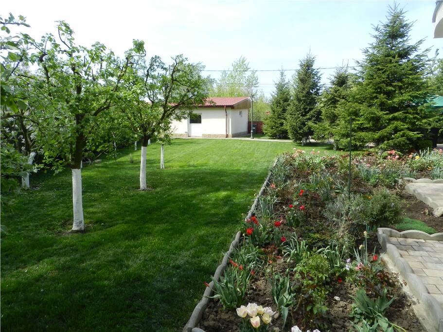 The garden