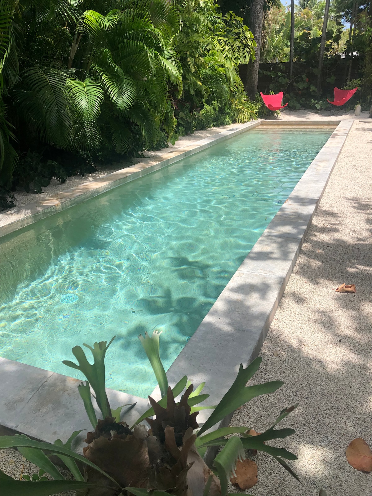 A long, narrow heated saltwater lap pool is surrounded by lush tropical foliage. The clear water reflects sunlight, while two bright red chairs are positioned at one end of the pool, inviting relaxation and enjoyment of the serene outdoor space.