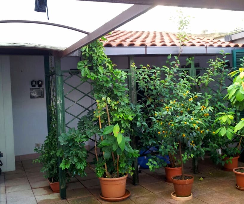 Terrazza