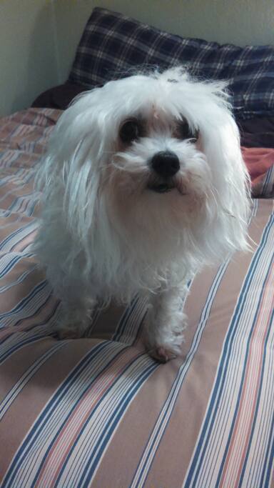 Poppy